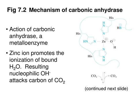 carbonic anhydrase reaction mechanism